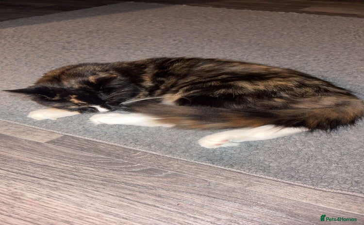 Mixed Breed cats - Advert 8