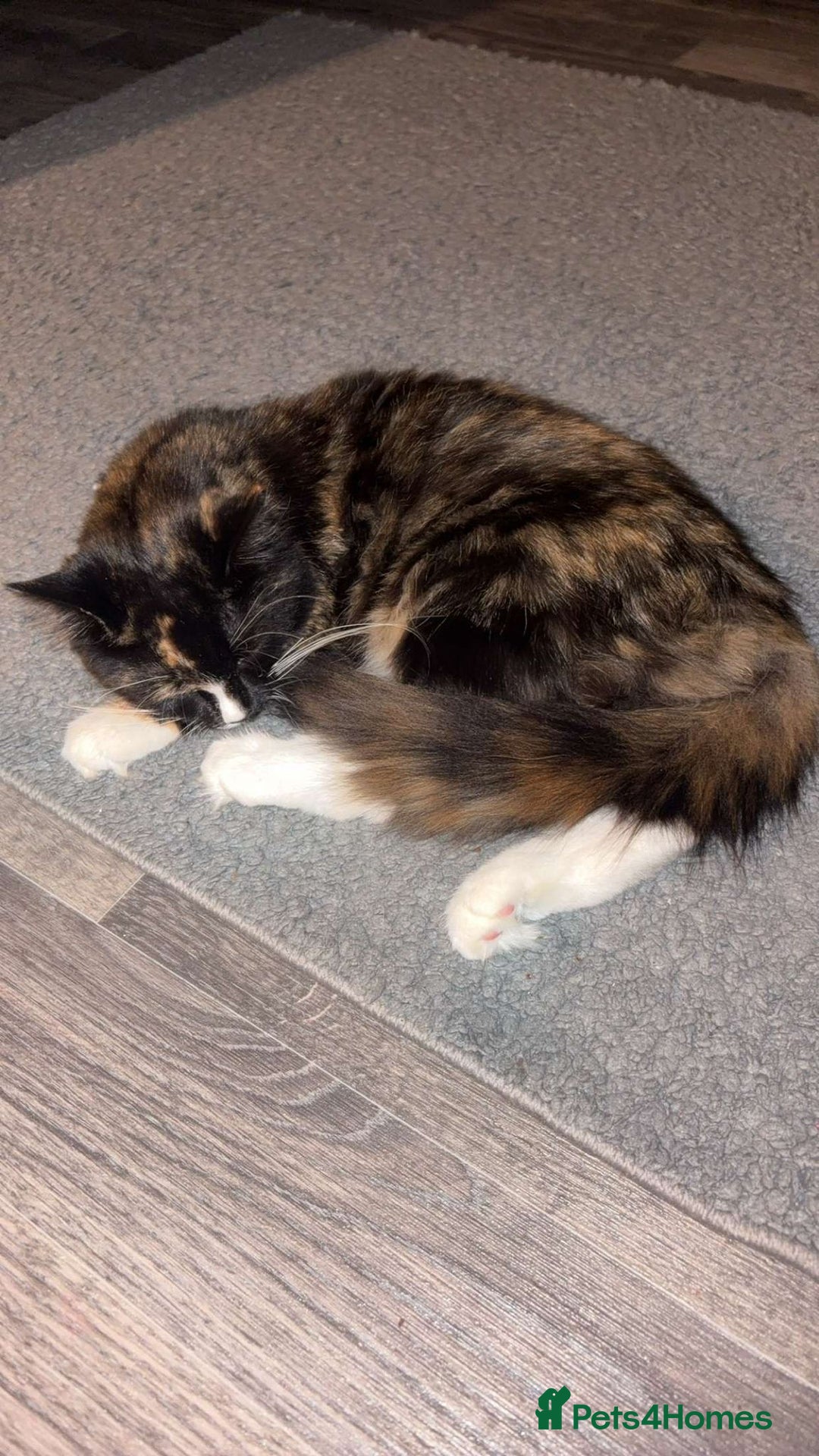 Mixed Breed cats for sale: 5month old kitten - Image 1