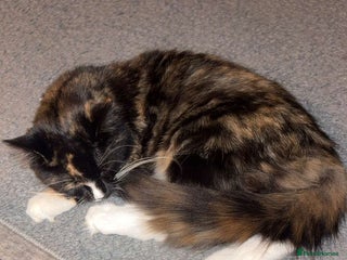 Mixed Breed cats - Advert 5