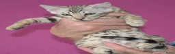 Bengal cats for sale: STUNNING SILVER MALE BENGAL CUB - Advert 5