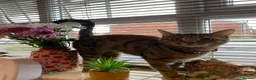 Mixed Breed cats for sale: Amazing trio  - Advert 4