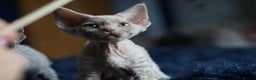 Devon Rex cats for sale: Ravel 💜male Devon Rex ( Reserved) - Advert 4
