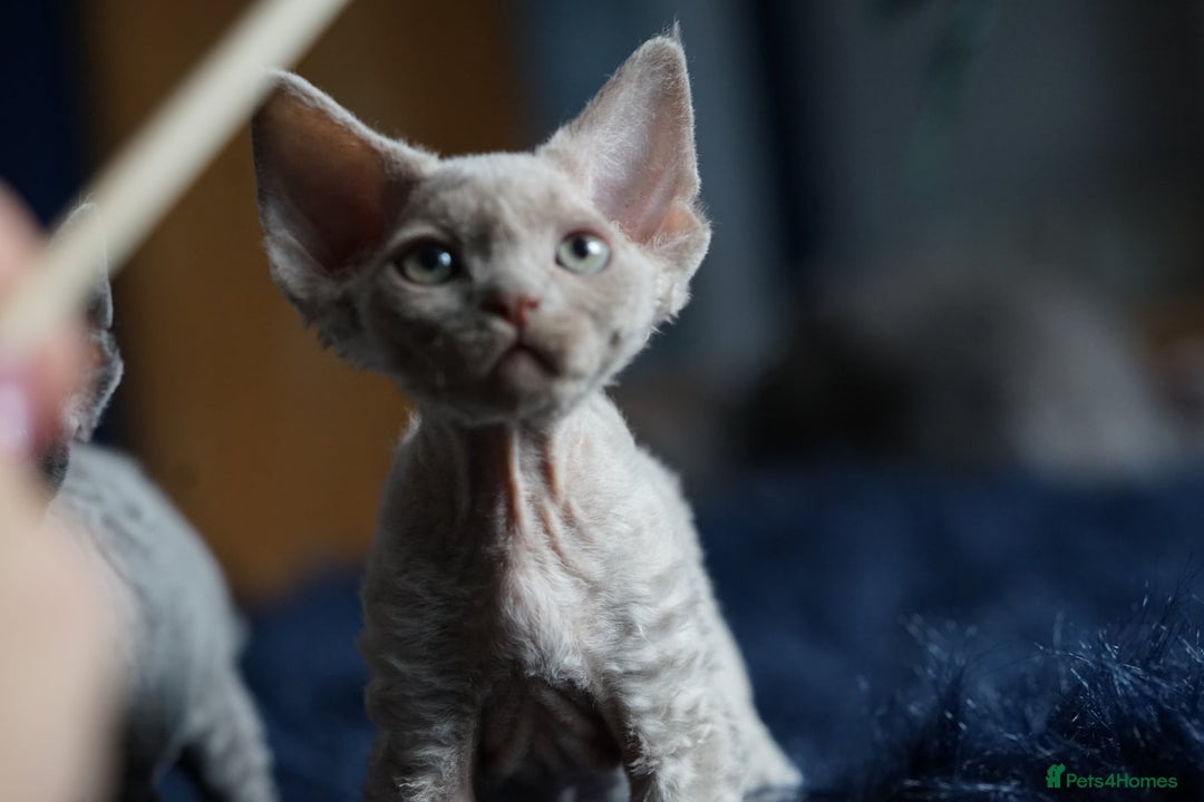 Devon Rex cats for sale: Ravel 💜male Devon Rex ( Reserved) - Advert 4