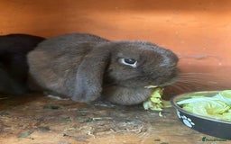 Mini Lop rabbits for sale: 2 female mini lops - Image 2