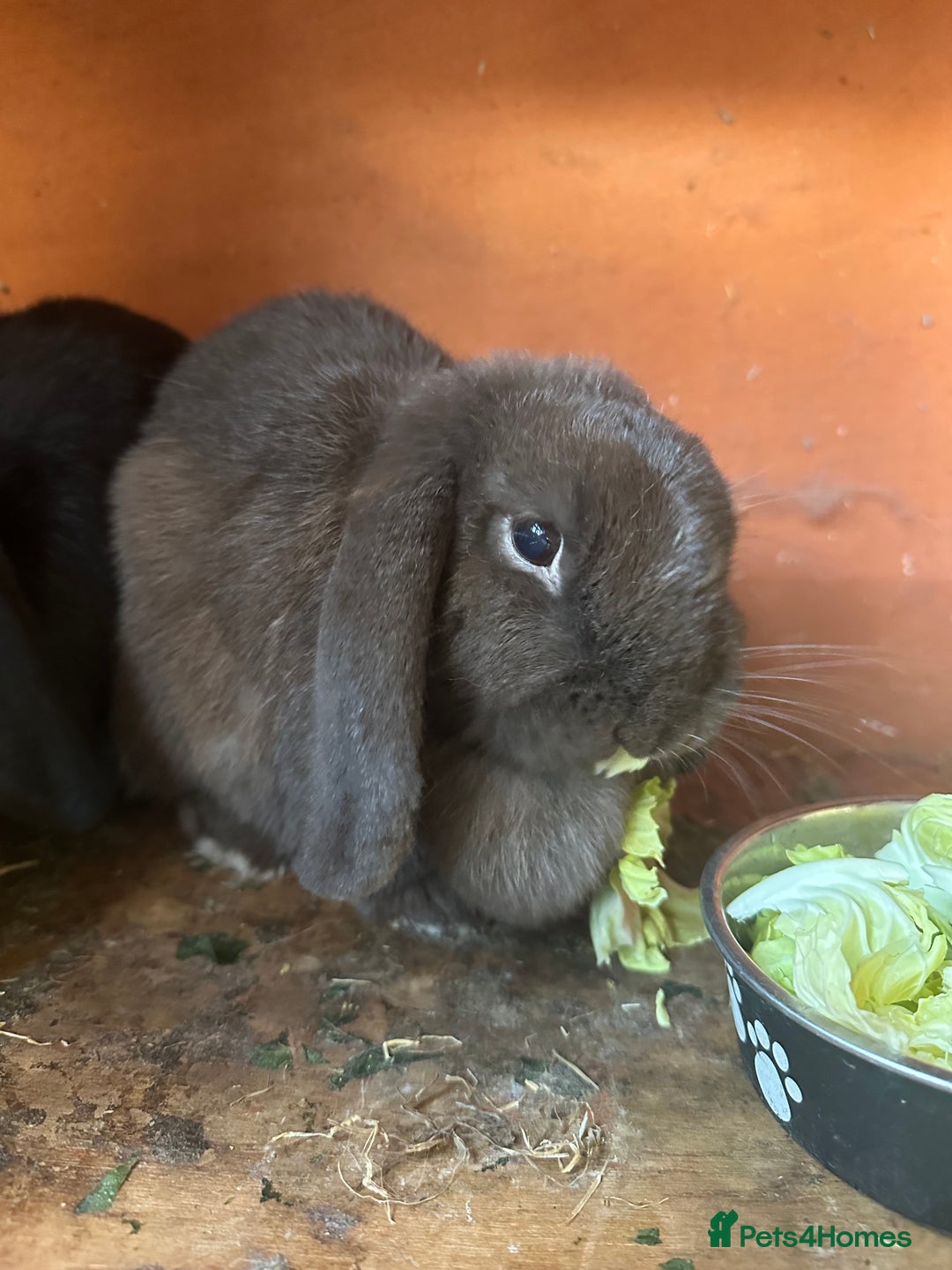 Mini Lop rabbits for sale: 2 female mini lops - Image 2