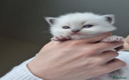 Ragdoll cats for sale: Pedigree ragdoll kittens  - Image 6