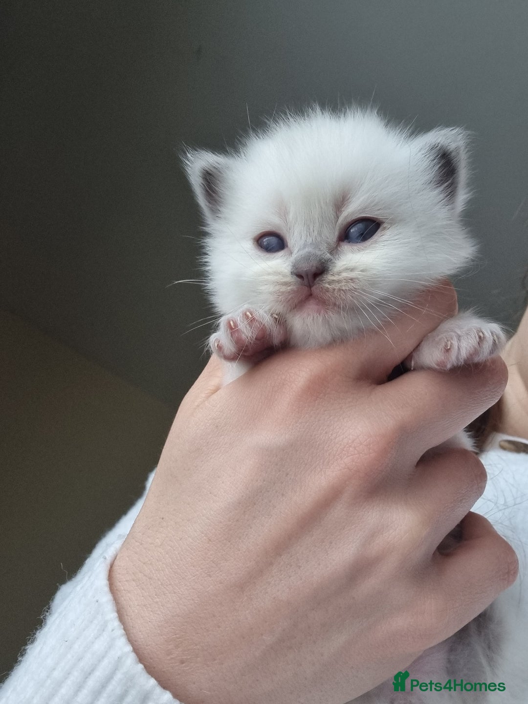 Ragdoll cats for sale: Pedigree ragdoll kittens  - Image 6