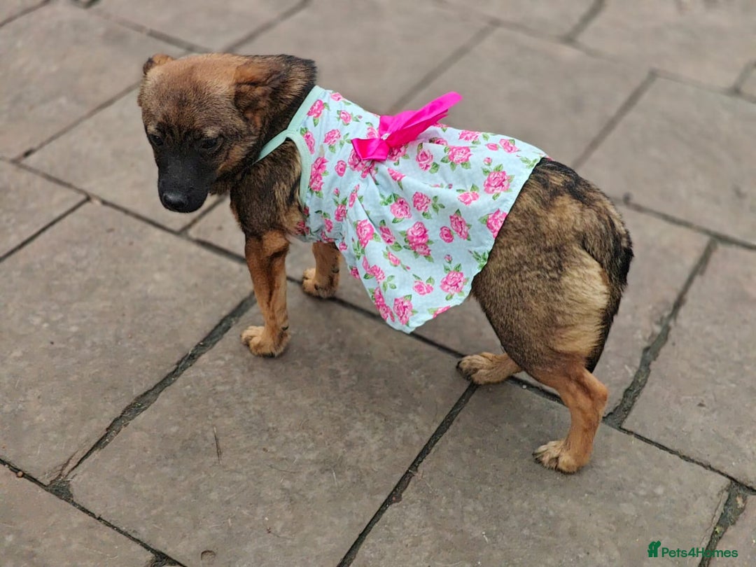 Mixed Breed dogs for adoption: 💖🐶 KNOPA 🐶💖 - Image 17