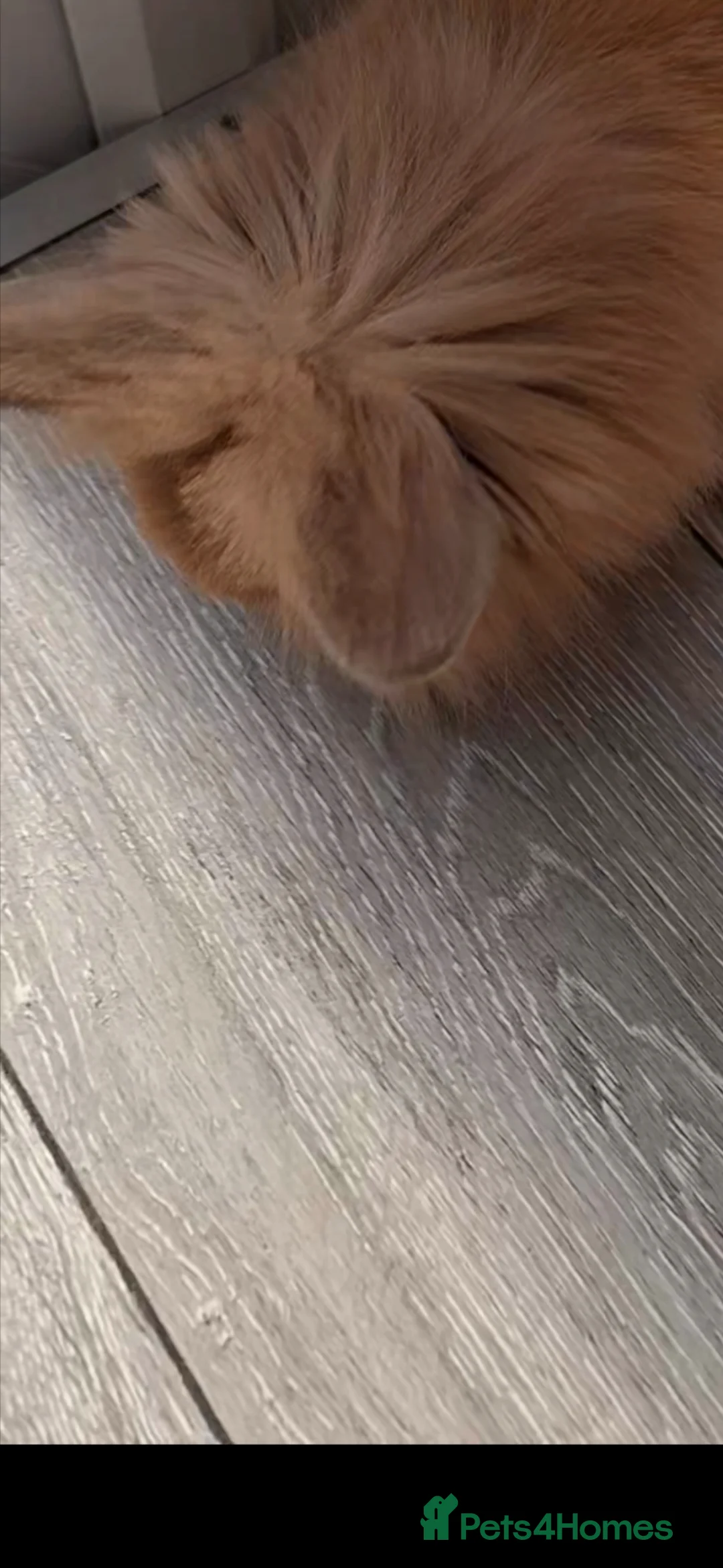Lionhead rabbits for sale: Rabbits for sale (only £10 each) - Advert 5