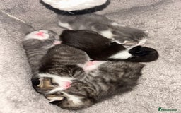 Mixed Breed cats for sale: 5 gorgeous kittens - Image 3