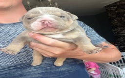 English Bulldog dogs for sale: English bulldog bible John lines  - Image 9
