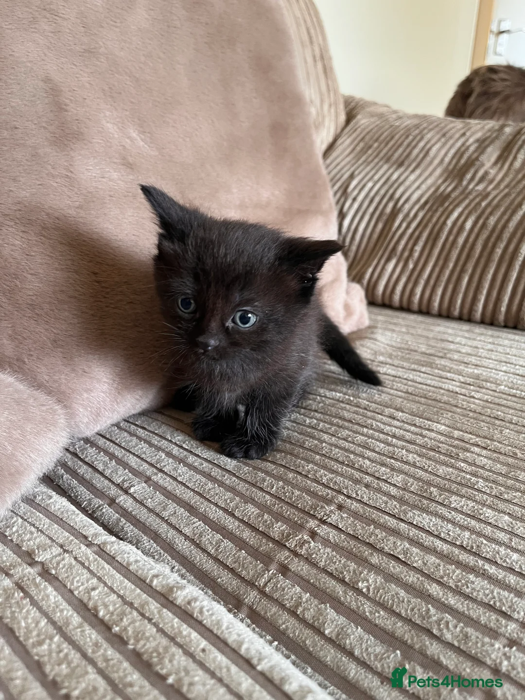 Mixed Breed cats for sale: Grey and black striped kittens For Sale - Advert 23