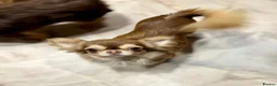 Chihuahua dogs for sale: KC reg Chocolate and tan chihuahua pups for sale - Advert 14