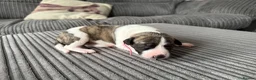 Whippet dogs for sale: Beautiful KC Registered Whippet Puppies - Advert 4