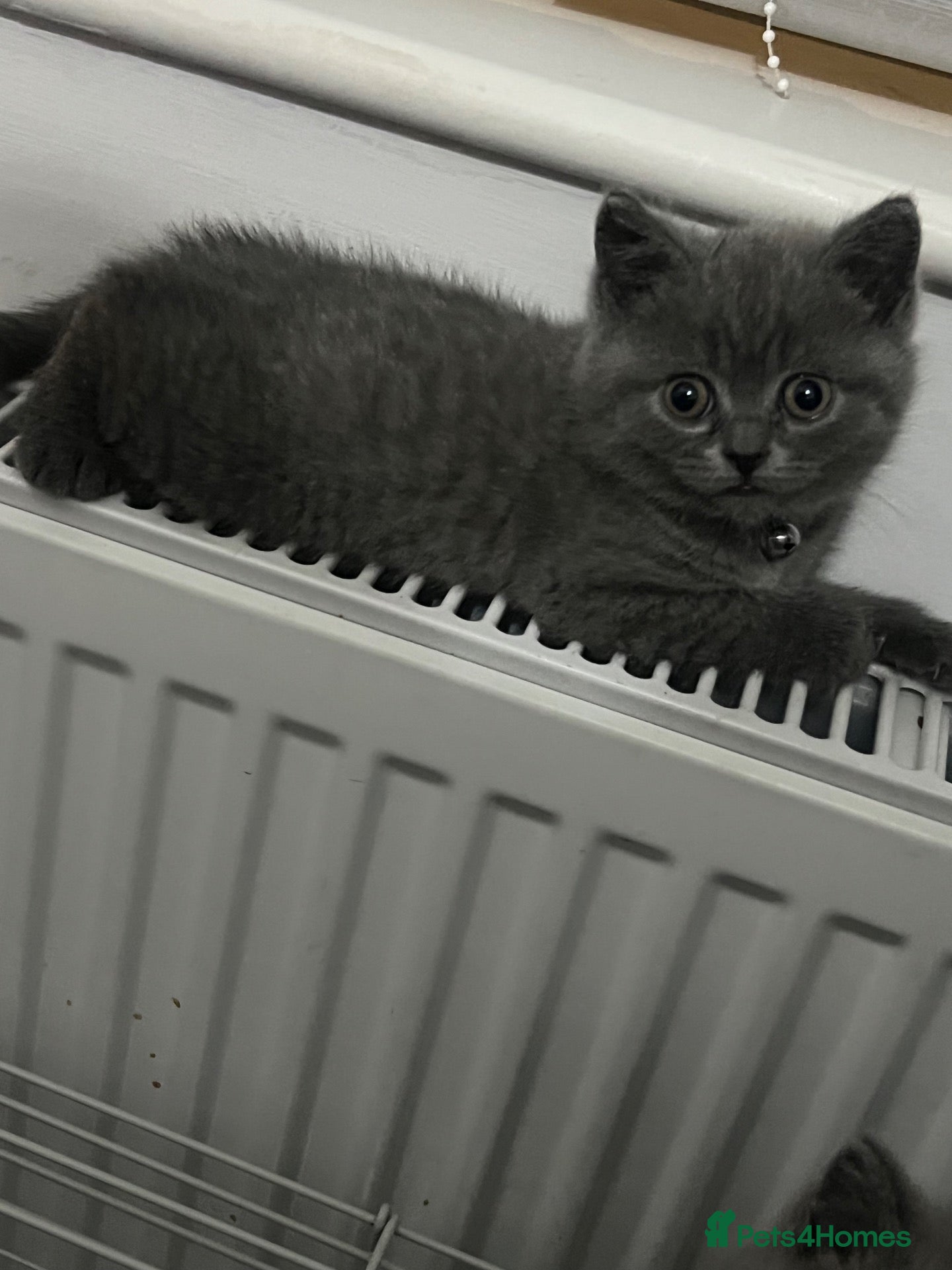 British Shorthair cats British shorthair kittens - Advert 1