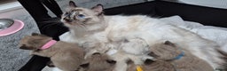 Ragdoll cats for sale: Adorable Ragdoll Kittens for sale - Advert 1