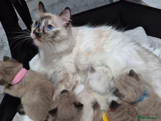 Ragdoll cats Adorable Ragdoll Kittens for sale - Advert 1