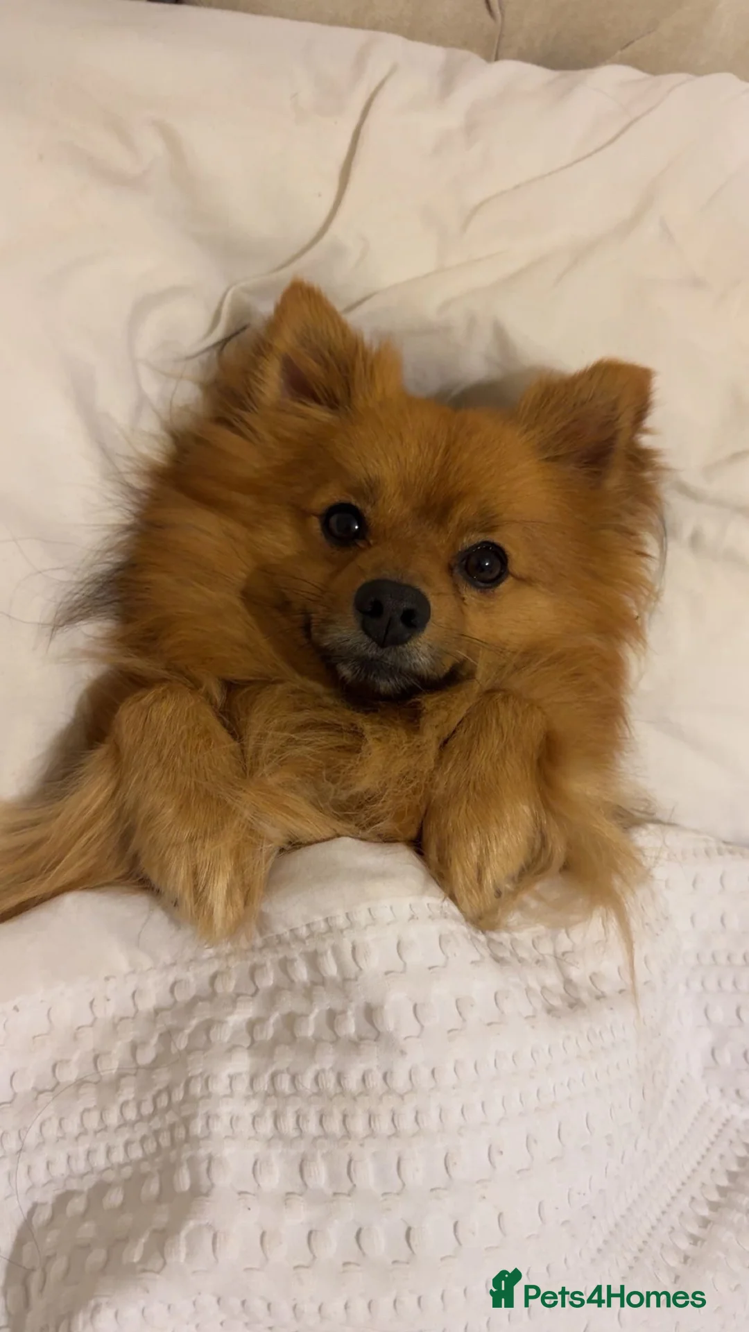 Pomeranian dogs for stud: Leo - Fox Faced Pomeranian - Advert 4