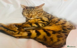 Bengal cats for sale: 2 bengals girls, happy to go together or separate  - Image 4