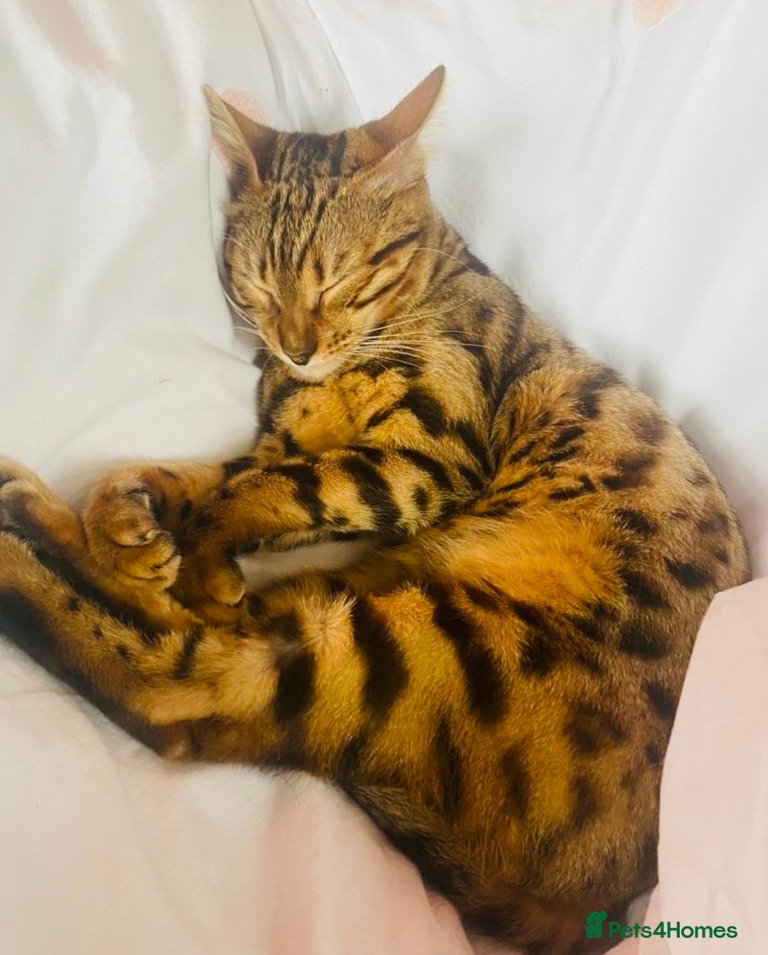 Bengal cats for sale: 2 bengals girls, happy to go together or separate  - Image 4