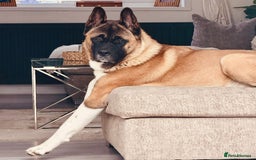 Akita dogs for stud: Akita Stud – Strong, Loyal & Family Raised - Image 2