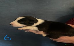 Border Collie dogs for sale: Border Collie Puppies - Image 16