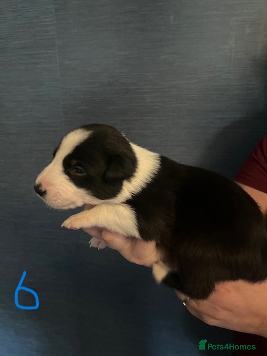 Border Collie dogs for sale: Border Collie Puppies - Image 16