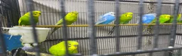 Budgerigars birds for sale: Young budgies for sale - Advert 5