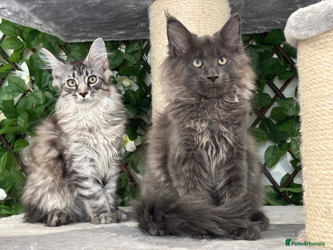 Maine Coon cats for sale: TICA 5 GEN PEDIGREE DNA TESTED  - Image 13
