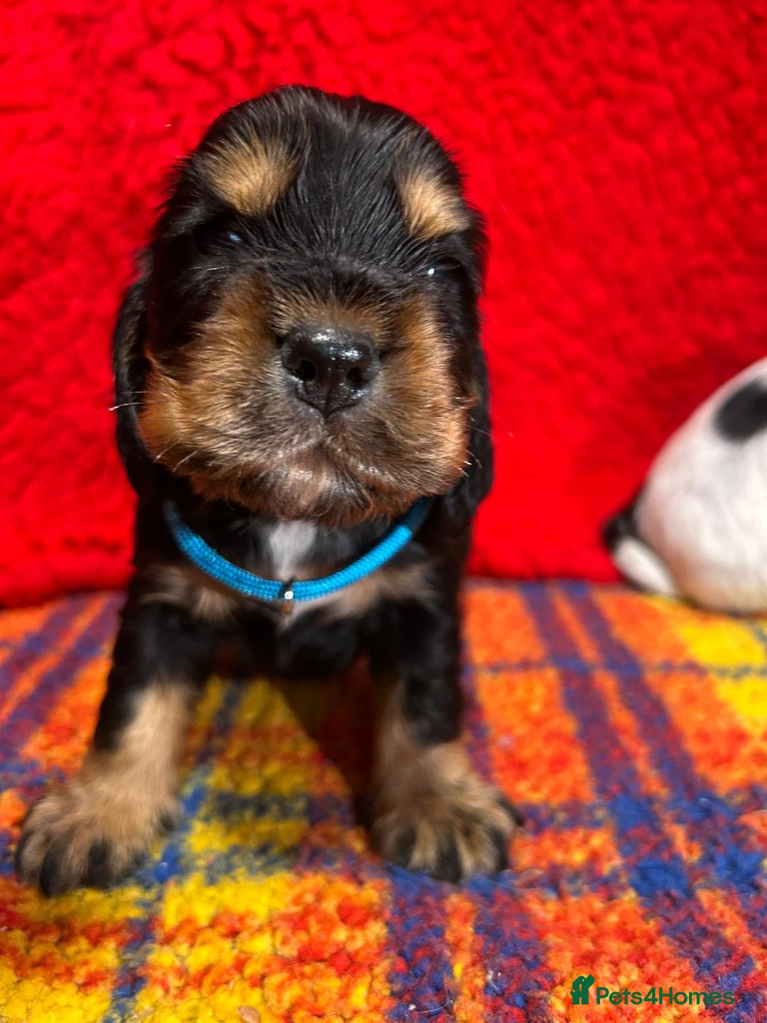 Cocker Spaniel dogs for sale: Kc Reg Cocker Spaniels parents DNA Clear  - Advert 11