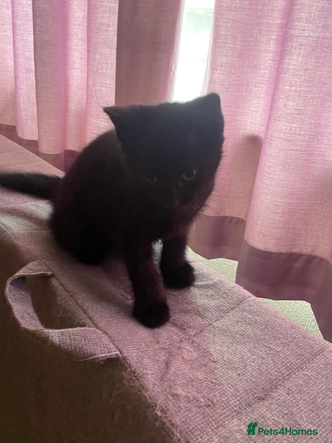 Domestic Shorthair cats for sale: Kittens for sale  - Image 4
