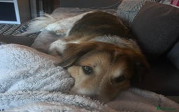 Australian Shepherd dogs for sale: Lukey - Image 3