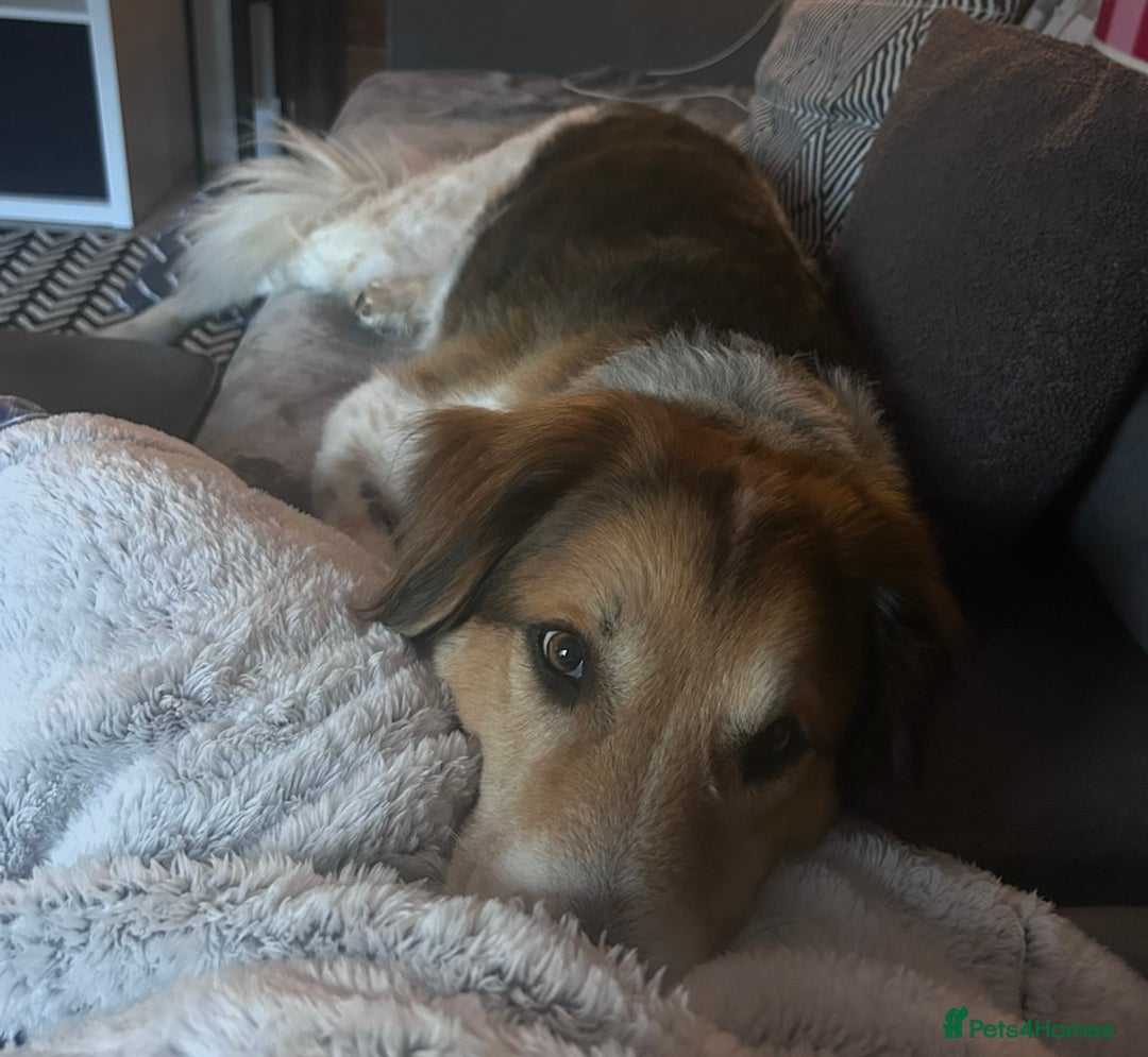 Australian Shepherd dogs for sale: Lukey - Image 3