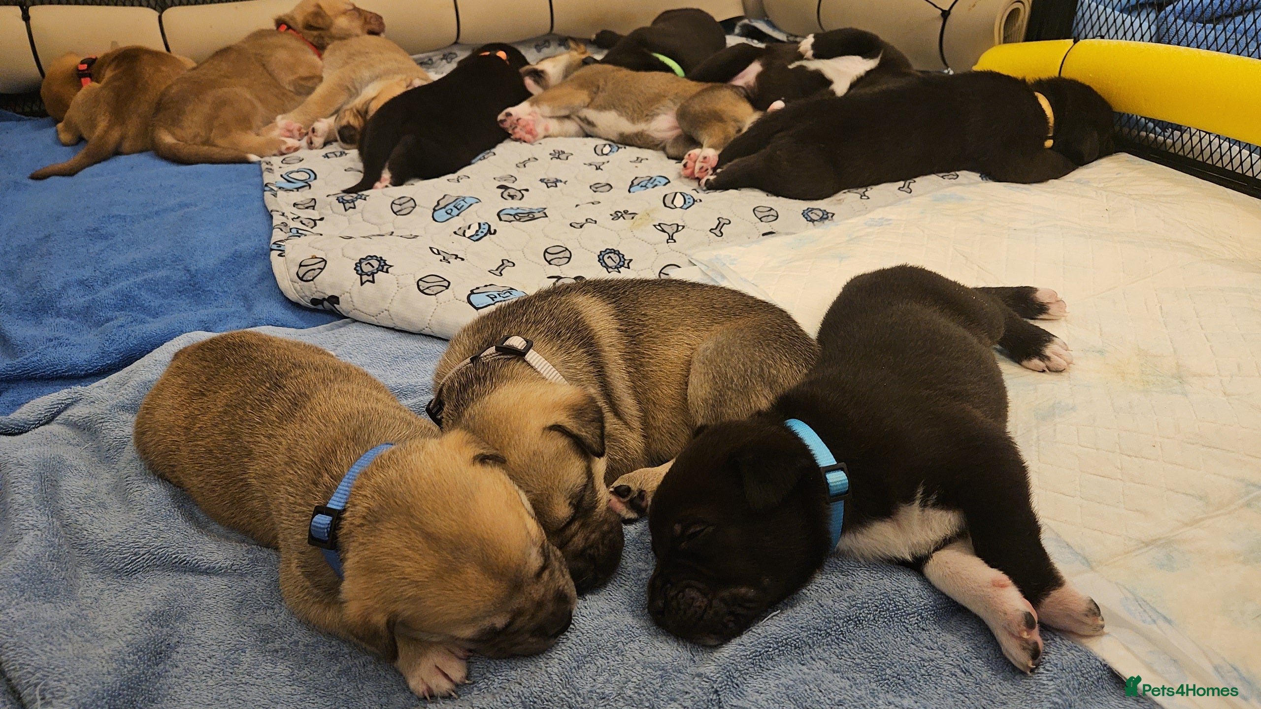 Mixed Breed dogs Beautiful Mix, Husky/Corso X Akita/Staff Aprox35kg - Advert 8