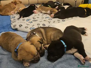 Mixed Breed dogs Beautiful Mix, Husky/Corso X Akita/Staff Aprox35kg - Advert 8