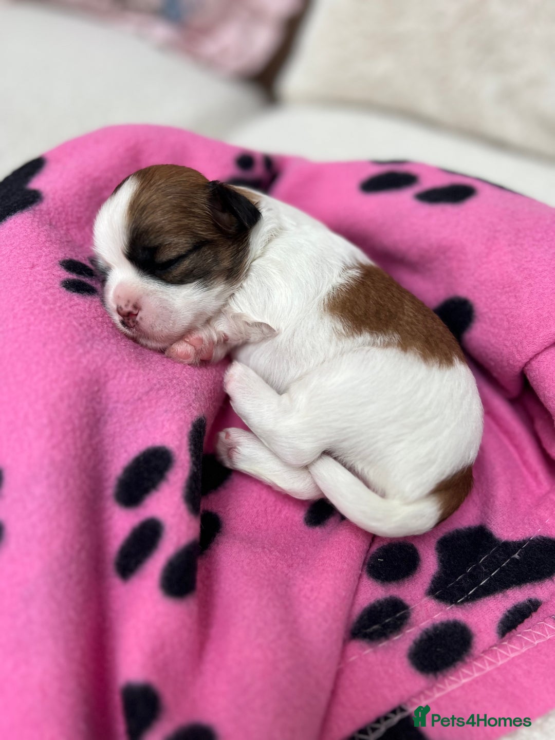 Lhasa Apso dogs for sale: Beautiful Lhasa apso puppies 🐶  - Image 13