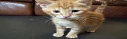 Mixed Breed cats for sale: Beautiful Family-Raised Kittens in Oswestry - Advert 26