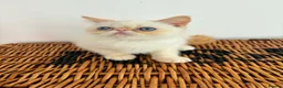 Exotic cats for sale: Stunning exotic kittens high quality m - Advert 6