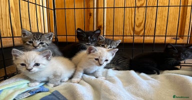 Mixed Breed cats - Advert 14