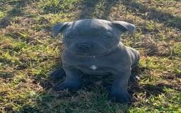 Staffordshire Bull Terrier dogs for sale: Elegant active blue staffordshire puppies - Image 1