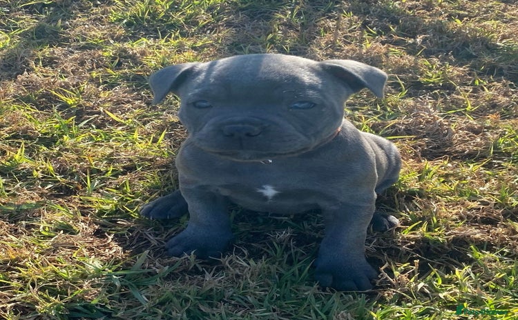 Staffordshire Bull Terrier dogs - Advert 1