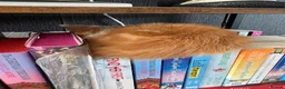 Mixed Breed cats for sale: Gorgeous litter of 6 kittens looking for home in Kilmarnock - Advert 7