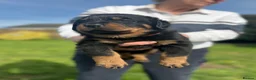 Rottweiler dogs for sale: Stunning Chunky Rotweillers from fantastic parents - Advert 12