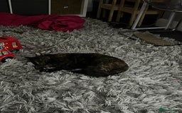 Domestic Shorthair cats for sale: Smokey and Ash.  - Image 8