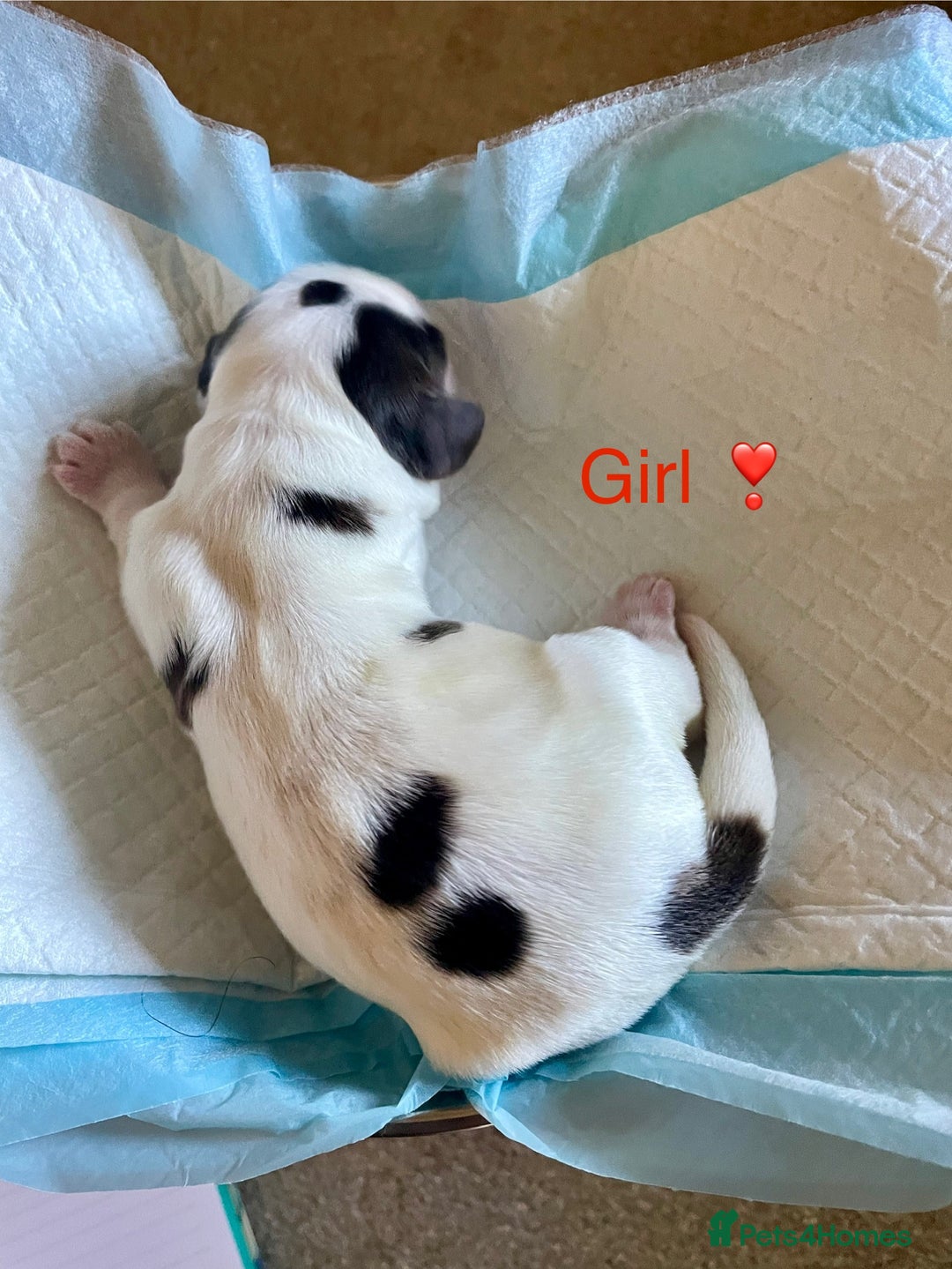 Cocker Spaniel dogs for sale: Your “furever” friend is here - Advert 22