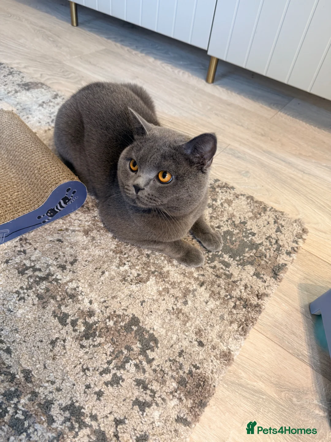 British Shorthair cats for sale: Male Cat for Sale - Advert 2