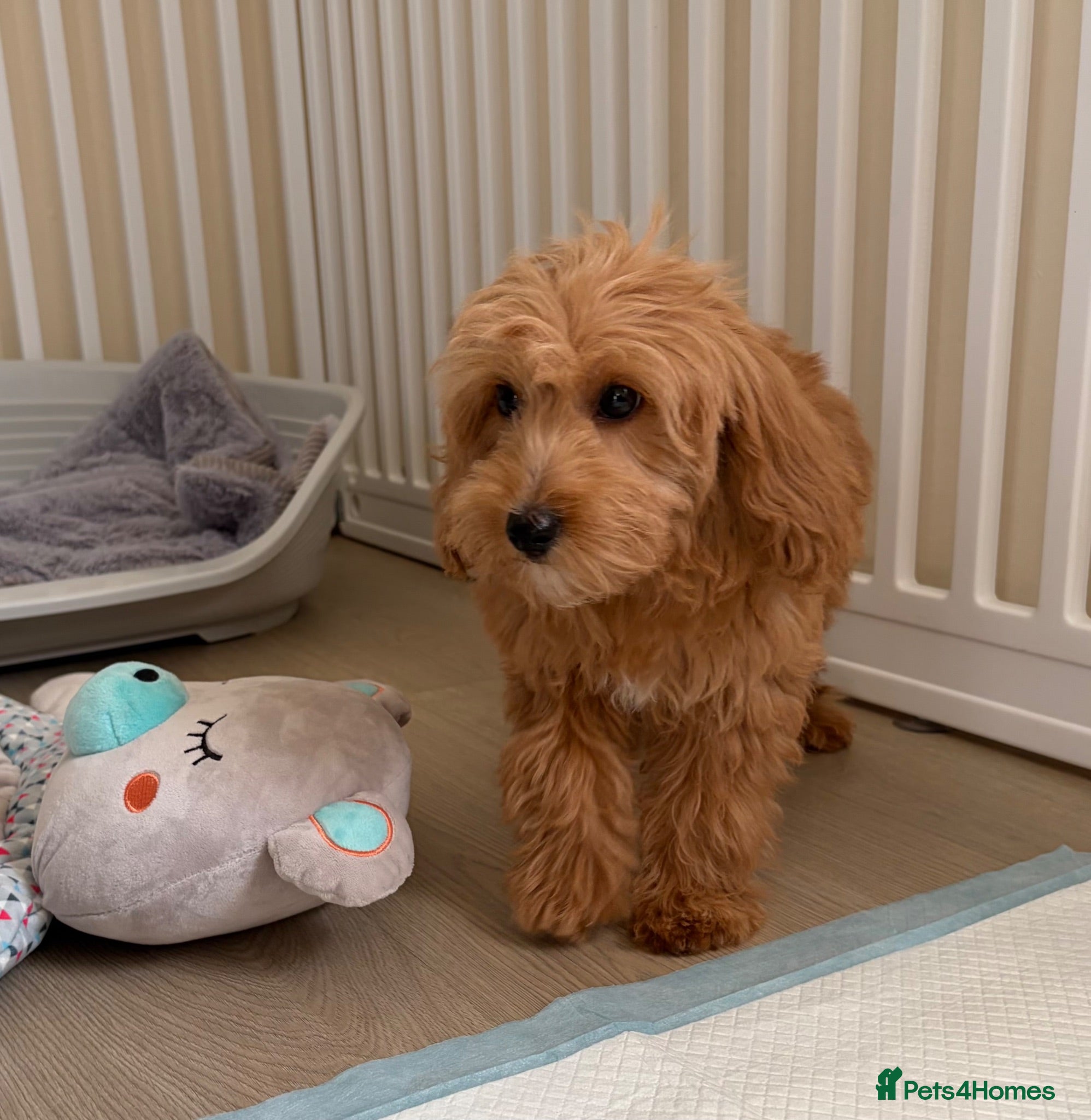 Cockapoo dogs Health tested cockapoo puppies  - Advert 2