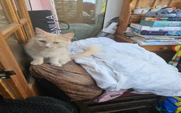 Mixed Breed cats for sale: Female fluffy kitten for sale  - Image 7