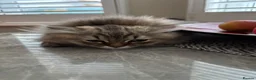 British Shorthair cats for sale: Pedigree British Shorthair  - Advert 6