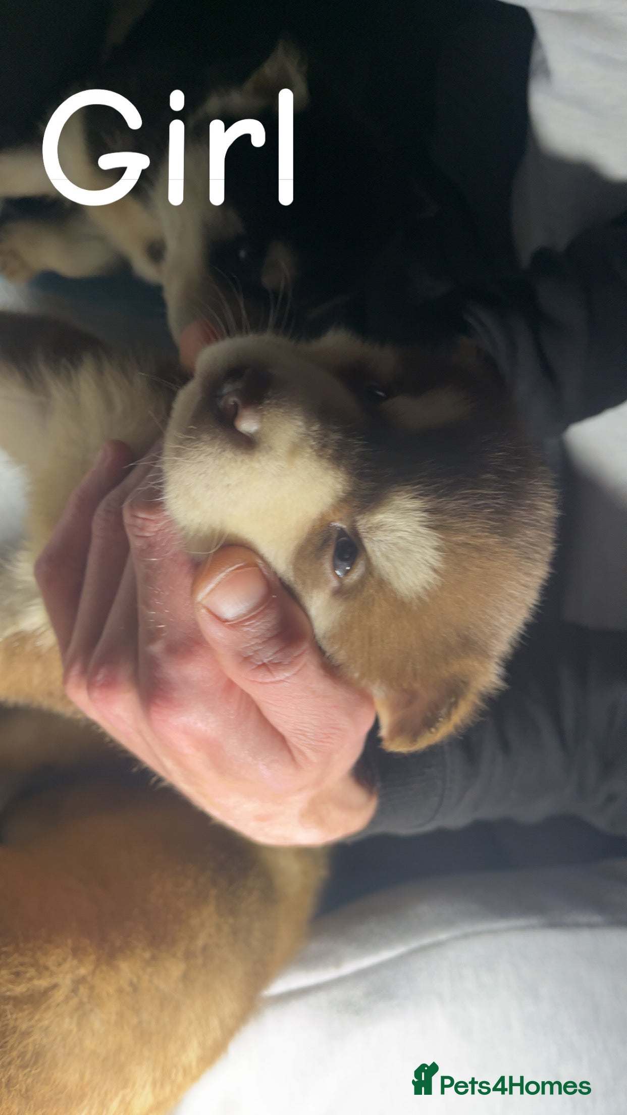 Siberian Husky dogs 7 husky pups - Advert 2